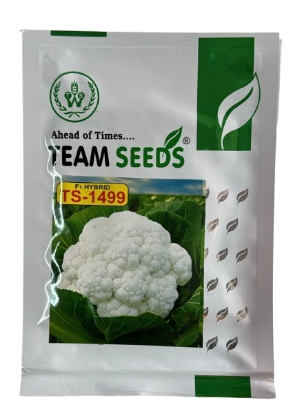 Team Seeds F1 Hybrid TS-1499 Cauliflower Seeds, For Kharif and Summer Season