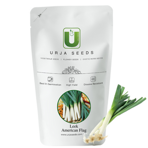 Urja American Flag Leek Seeds, Non-Bulb Forming Member of the Onion Family