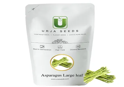 Urja Asparagus Large Leaf  Imported Seed Desired length 15-18 cms per spear