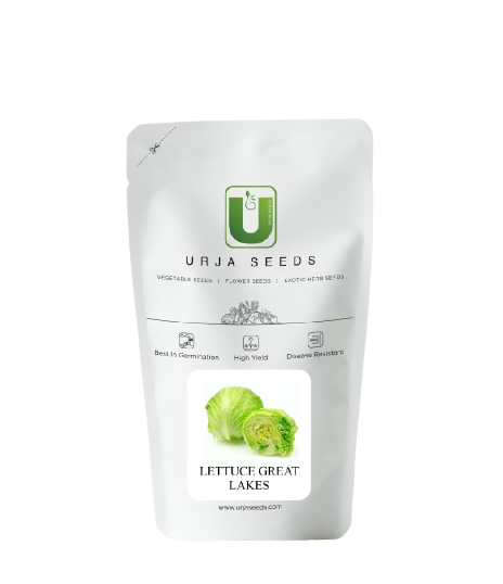 Urja Hybrid Great Lakes Lettuce Seed Salad Sabji, Great Germination Quality In Colder Areas