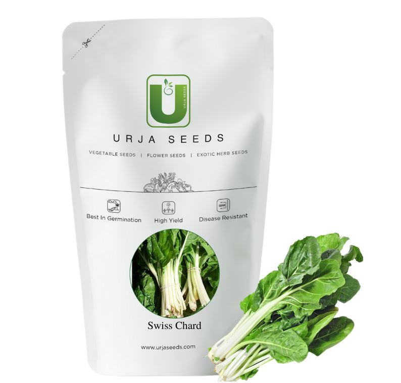 Urja Super Green (Indian) Swiss Chard Seeds, Fresh Shiny Green Crinkled Leaves